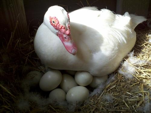 Nằm mơ thấy vịt đẻ trứng 